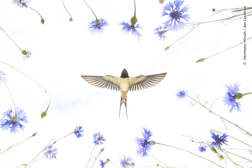 "Swallow Over Meadow" By Hermann Hirsch And Jan Lessman