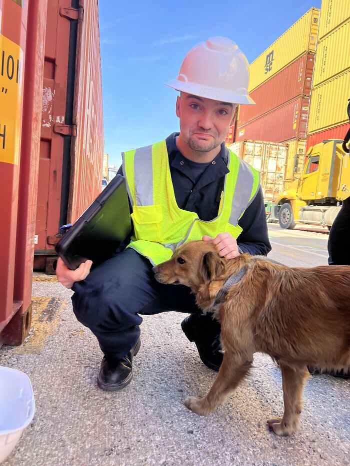 Saved After 8 Days In A Shipping Container, Connie The Dog Is Revealed To Be Expecting Saved After 8 Days In A Shipping Container, Connie The Dog Is Revealed To Be Expecting