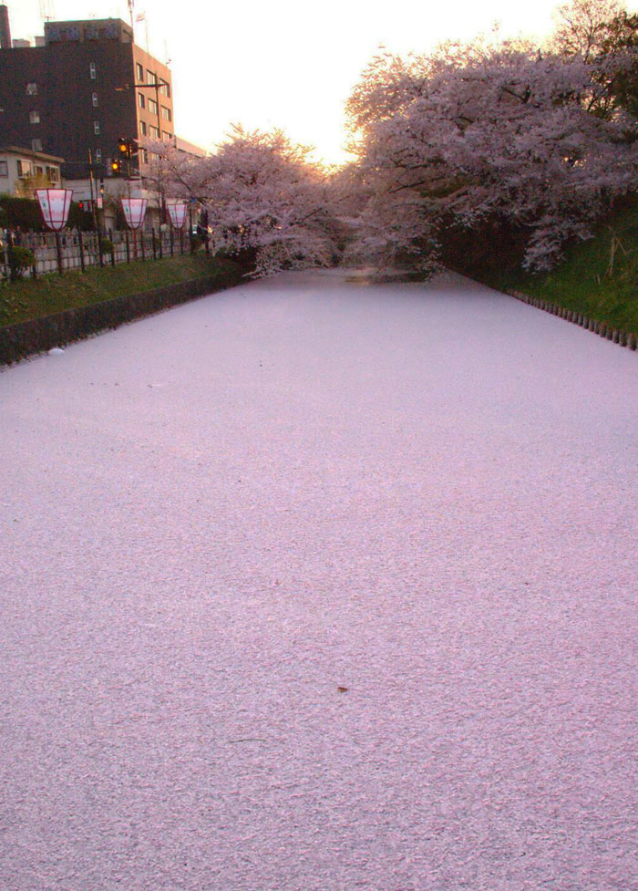 Cherry blossom petals covering a river under blooming sakura trees in Japan during spring season.