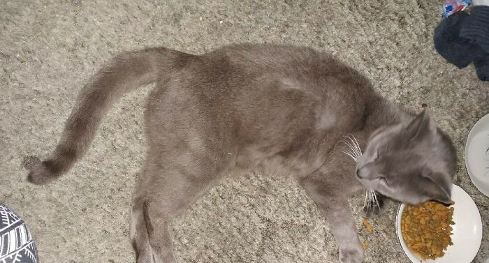 Baba Yaga Was A Stray That I Took In. This Was Her First Night Indoors. After Eating A Little She Slept In Her Food Bowl Oh So Peacefully