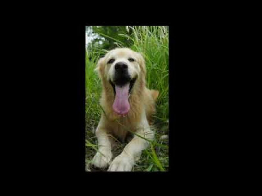 Sanny Golden Retriever Panting On A Cloudy Day