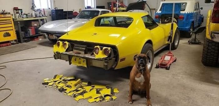 Every Garage Need To Dog Like This!