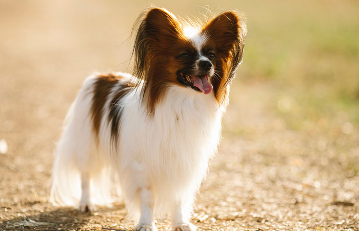 New Study Of 150 Dog Breeds Finds Size, Gender, And Nose Shape All Correlate With Dog Lifespan New Study Of 150 Dog Breeds Finds Size, Gender, And Nose Shape All Correlate With Dog Lifespan