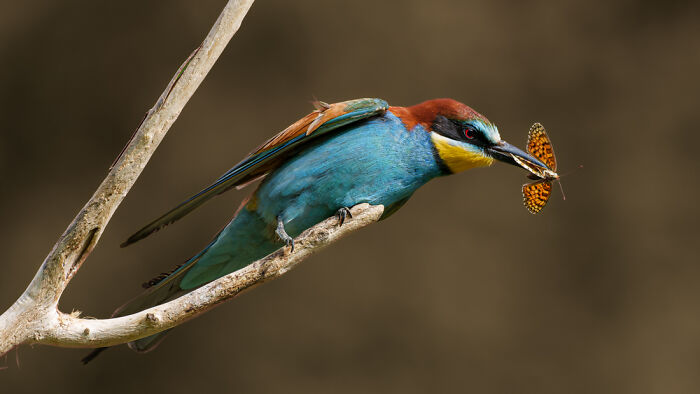 "Catch Me If You Can" By Ahunon Munoz Anthony