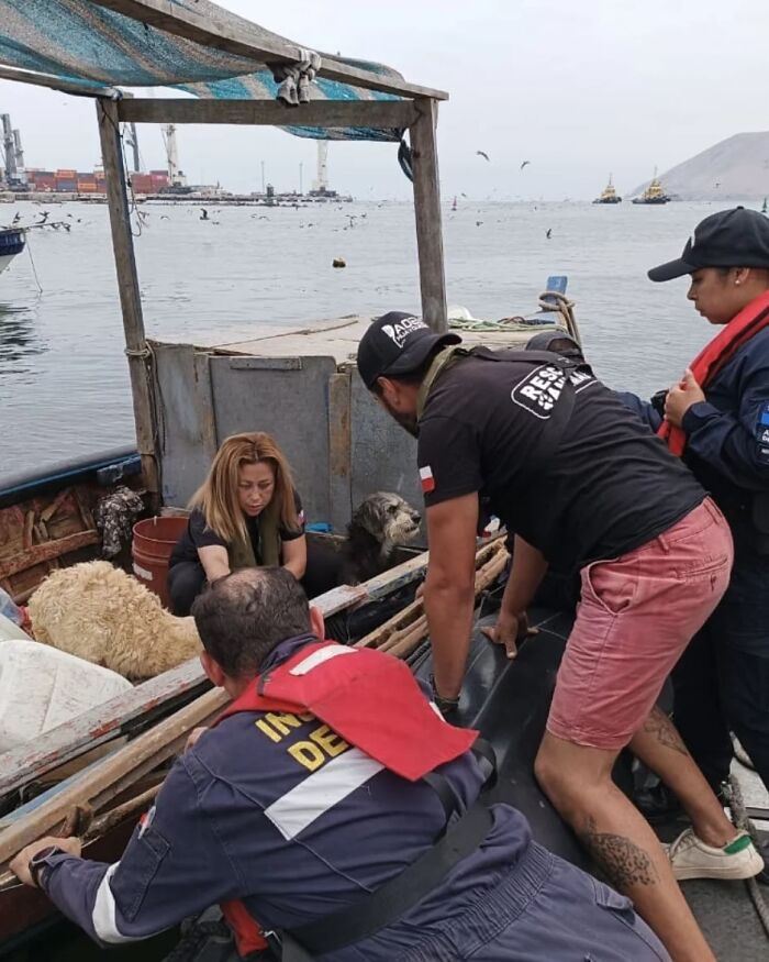 Rescuers assisting two stranded dogs on a boat near the Chilean coast, ensuring their safe recovery at sea. Rescuers assisting two stranded dogs on a boat near the Chilean coast, ensuring their safe recovery at sea.
