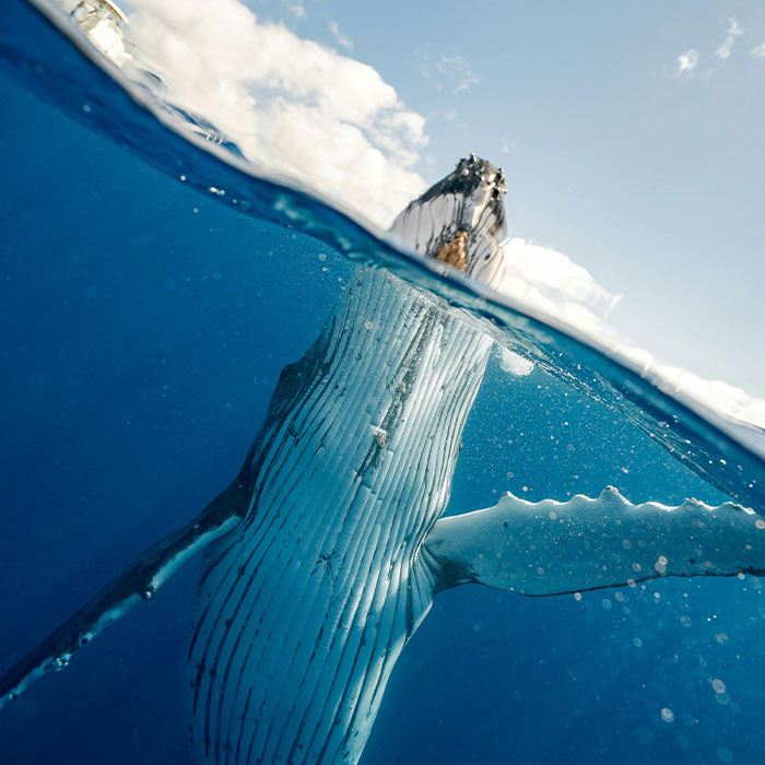 Scientists Are &ldquo;Super-Excited&rdquo; After New Study Reveals How Whales Actually Communicate