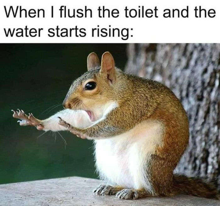 Funny animal meme: Alarmed squirrel with paws out, reacting to rising toilet water, capturing a relatable comedic moment.