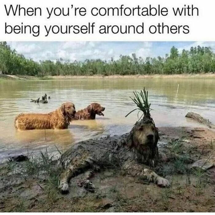 Funny animal meme with three dogs at a riverbank, one covered in mud, epitomizing a carefree attitude.