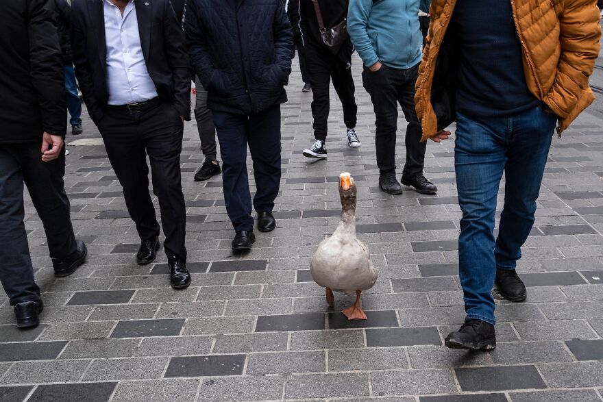 Photographer Serkan Tekin Captures Incredible Coincidences Of Everyday Life On The Streets