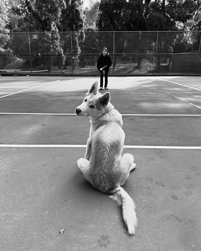 Finding Freedom: Buckley, The Dog Bound To A Pole, Embraces A Forever Home