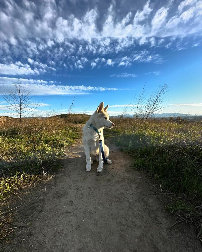Finding Freedom: Buckley, The Dog Bound To A Pole, Embraces A Forever Home