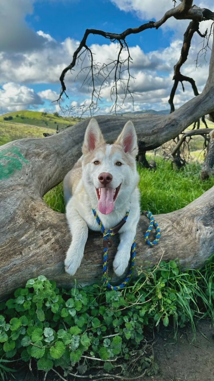 Finding Freedom: Buckley, The Dog Bound To A Pole, Embraces A Forever Home