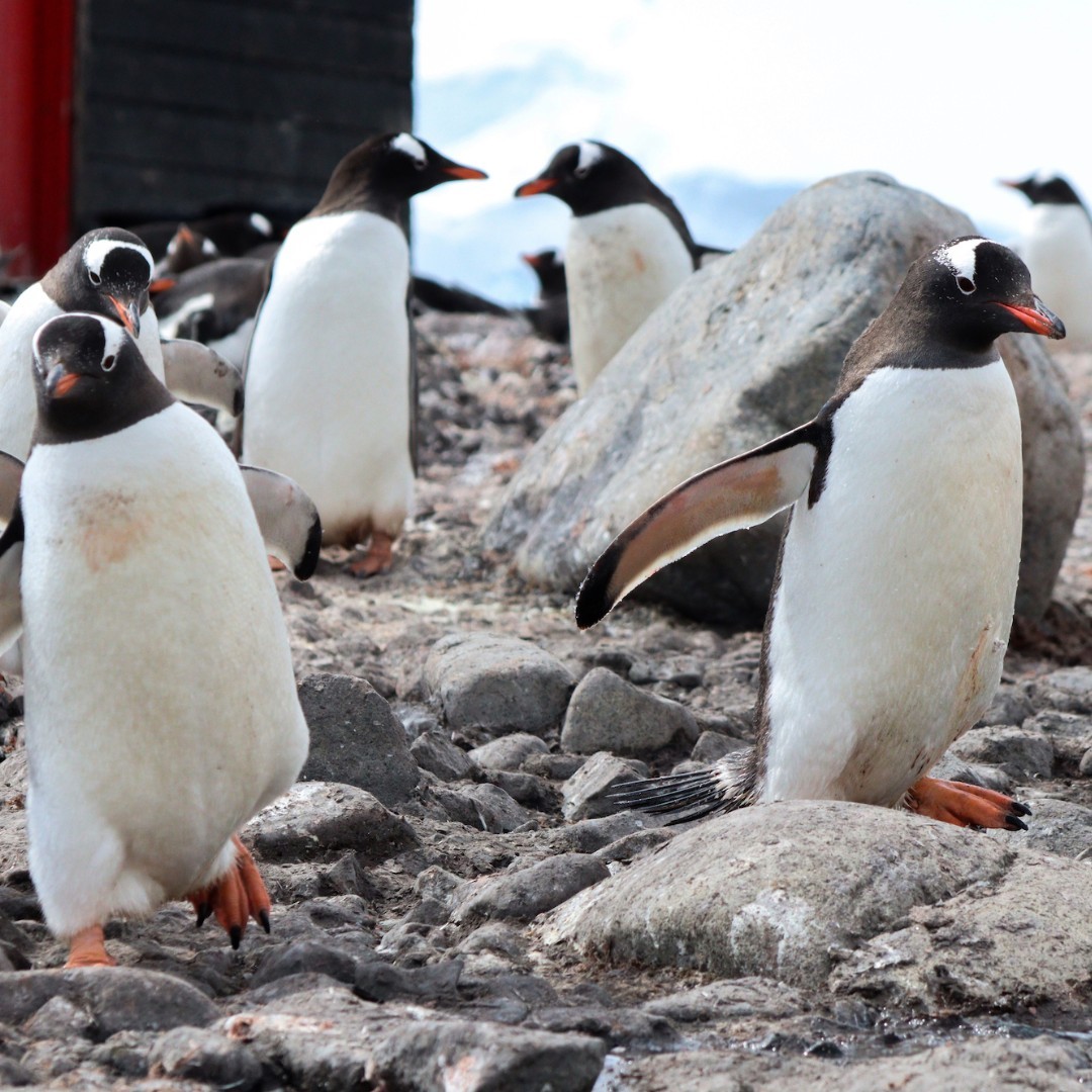 &ldquo;It&rsquo;s Life-changing&rdquo;: World&rsquo;s Most Remote Post Office Is Hiring 4 Postmasters