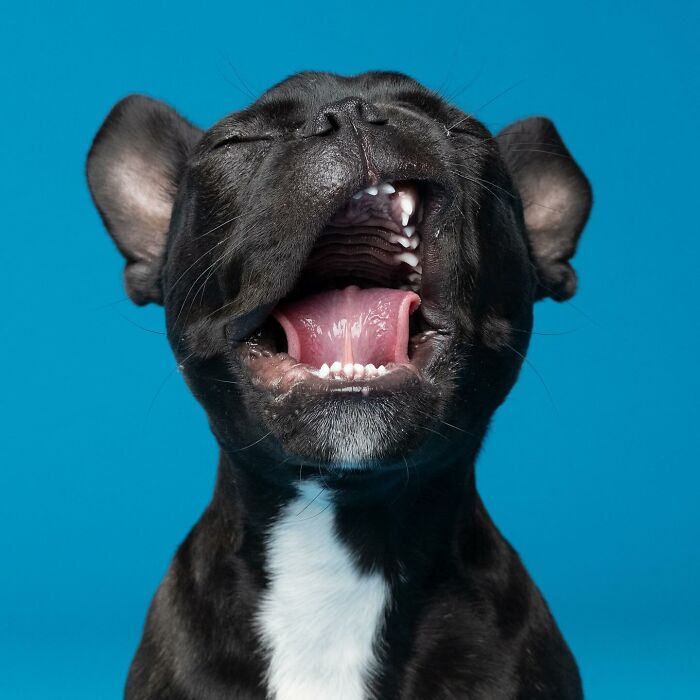 Adorable derpy dog with mouth open wide, showing teeth and tongue against a blue background.