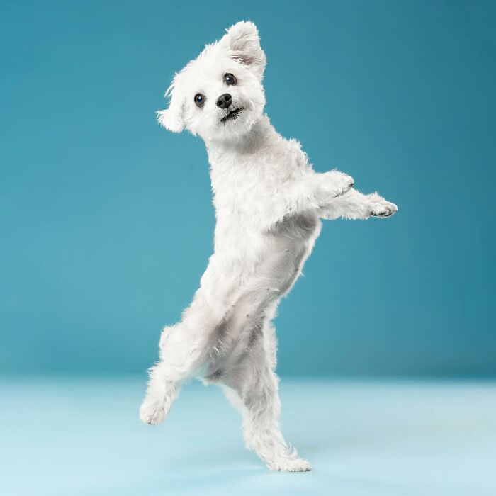 Adorable derpy dog jumping playfully against a blue backdrop, paws mid-air, exhibiting joyful energy and charm.