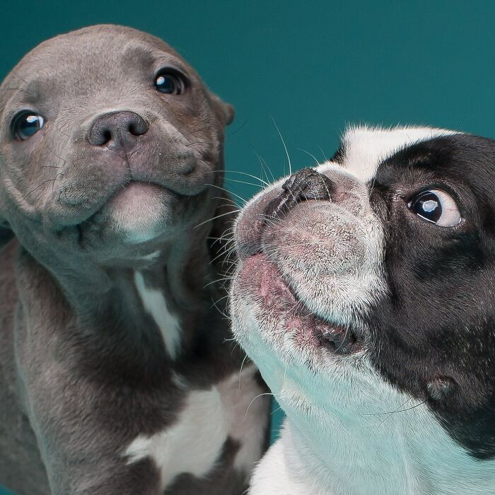 Two adorable derpy dogs with cute noses and expressive eyes against a teal background.