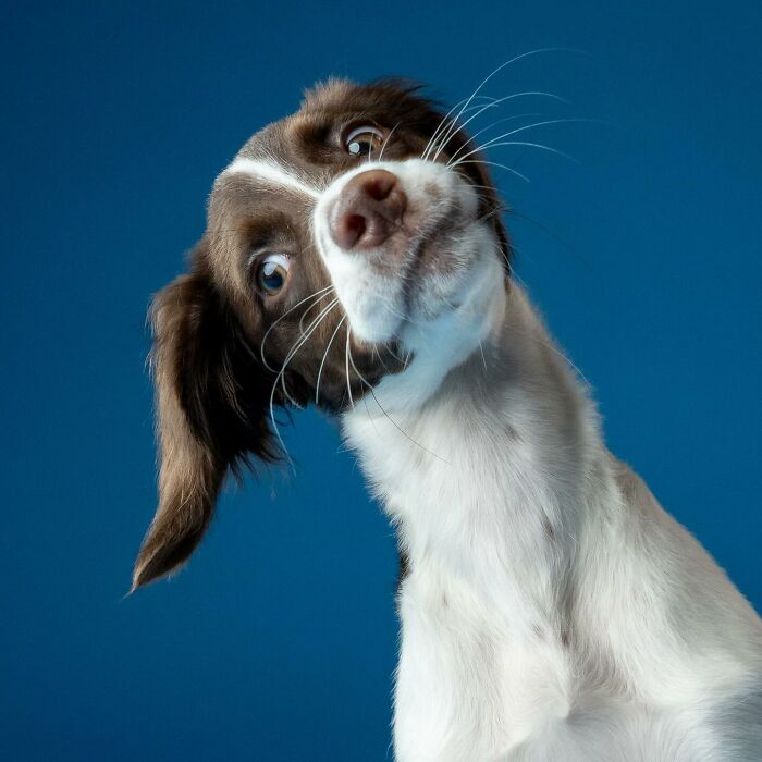 A playful derpy dog tilting its head with a curious expression against a blue background.
