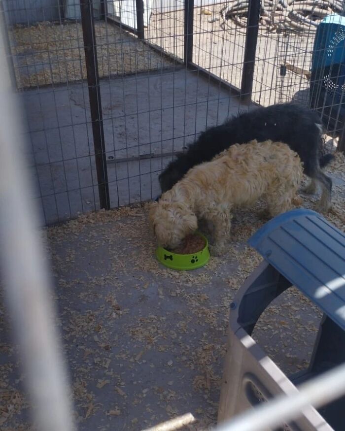 Two rescued dogs eating from a green bowl in an enclosed area, safe after being stranded at sea for over a year. Two rescued dogs eating from a green bowl in an enclosed area, safe after being stranded at sea for over a year.
