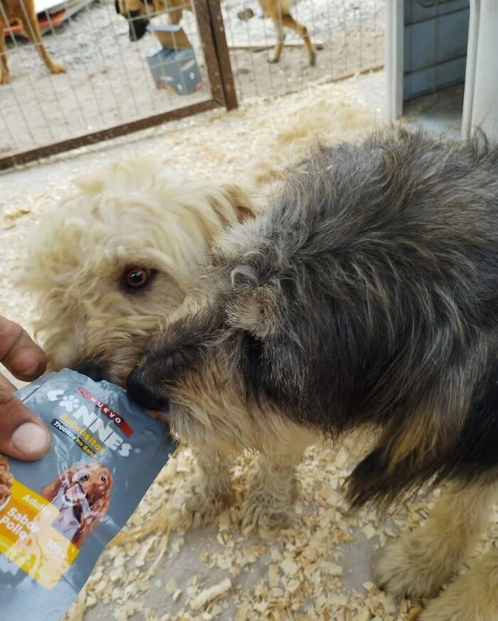 Two rescued dogs from a boat at sea off the Chilean coast eagerly eating from a food pouch. Two rescued dogs from a boat at sea off the Chilean coast eagerly eating from a food pouch.
