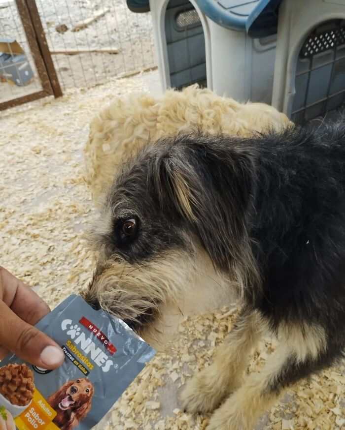 Two rescued dogs off Chilean coast eating treats from a packet. Two rescued dogs off Chilean coast eating treats from a packet.