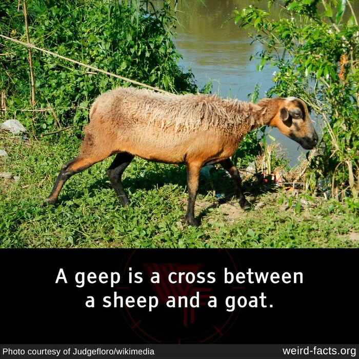 What Do You Call A Sheep/Kitten Hybrid Then?