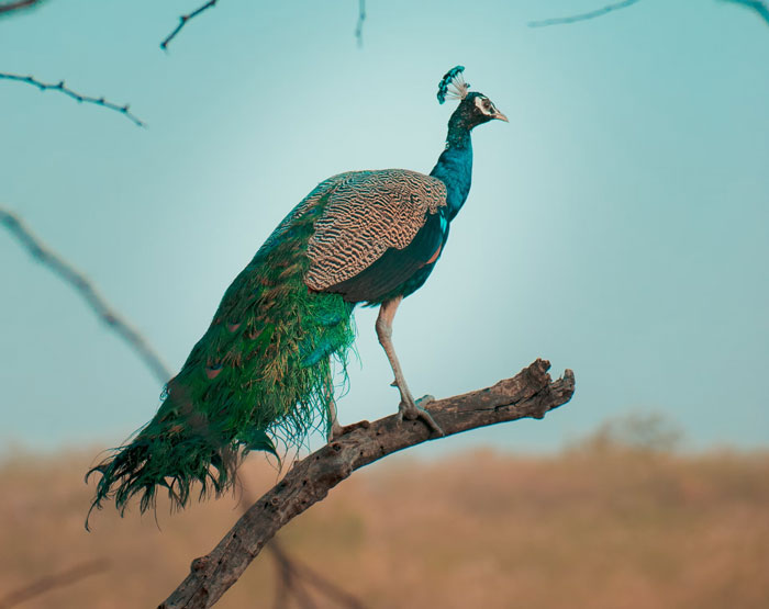 Peacock perched on a branch showcasing vibrant feathers, illustrating one of the weird fun facts to know.