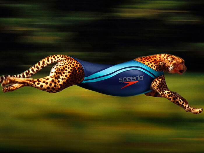 These Designers Were Challenged To Use Photoshop To Dress Animals (30 Pics)