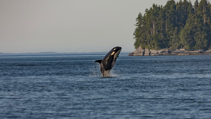 Orca whale breaching the ocean surface near a forested island, illustrating a fun fact from a weird and unusual facts thread.