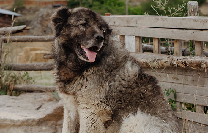 New Study Of 150 Dog Breeds Finds Size, Gender, And Nose Shape All Correlate With Dog Lifespan New Study Of 150 Dog Breeds Finds Size, Gender, And Nose Shape All Correlate With Dog Lifespan