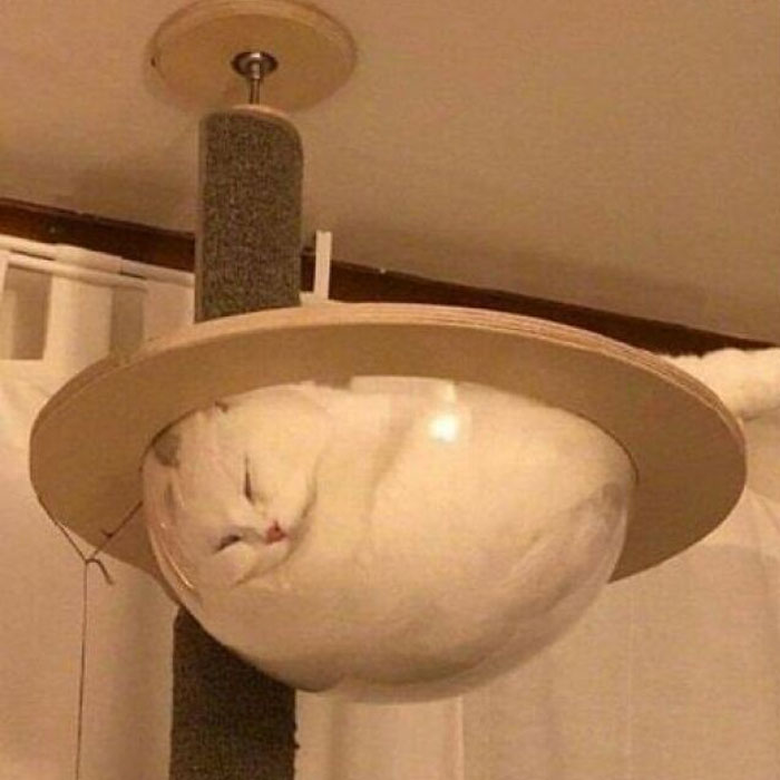 Funny-Unusual-Animal-Pics