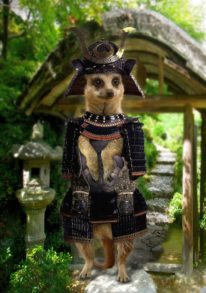 These Designers Were Challenged To Use Photoshop To Dress Animals (30 Pics)