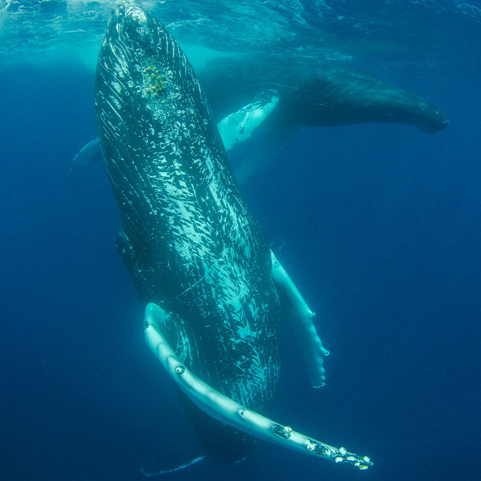 Scientists Are &ldquo;Super-Excited&rdquo; After New Study Reveals How Whales Actually Communicate