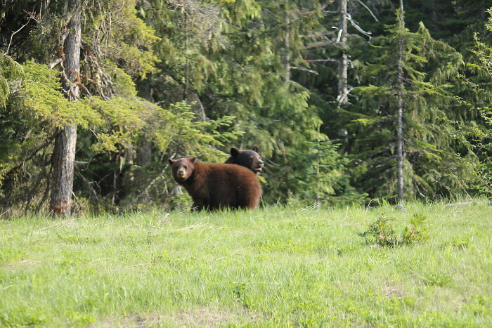 Folks Share The Most Disturbing Things They’ve Seen While Camping And Here Are 30 Of The Scariest
