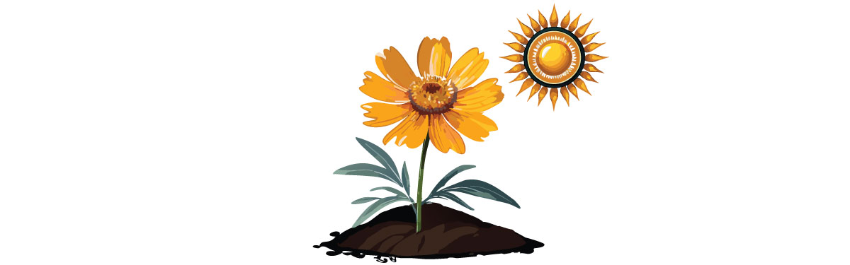 Illustration of coreopsis in soil Illustration of coreopsis in soil