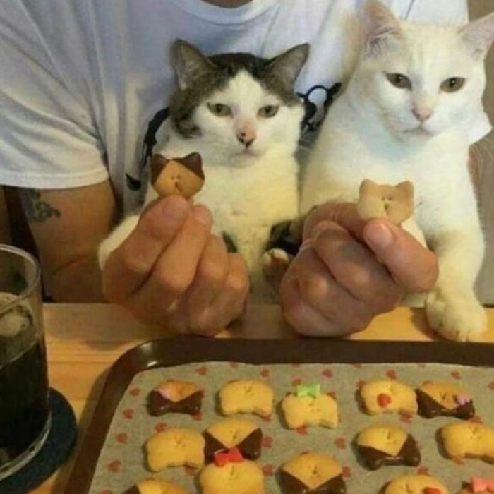 Funny-Unusual-Animal-Pics