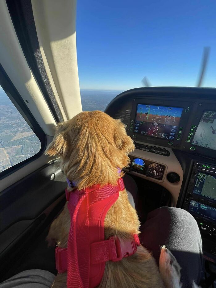 Saved After 8 Days In A Shipping Container, Connie The Dog Is Revealed To Be Expecting Saved After 8 Days In A Shipping Container, Connie The Dog Is Revealed To Be Expecting