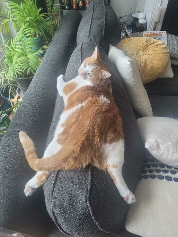 My Little Lady Penelope