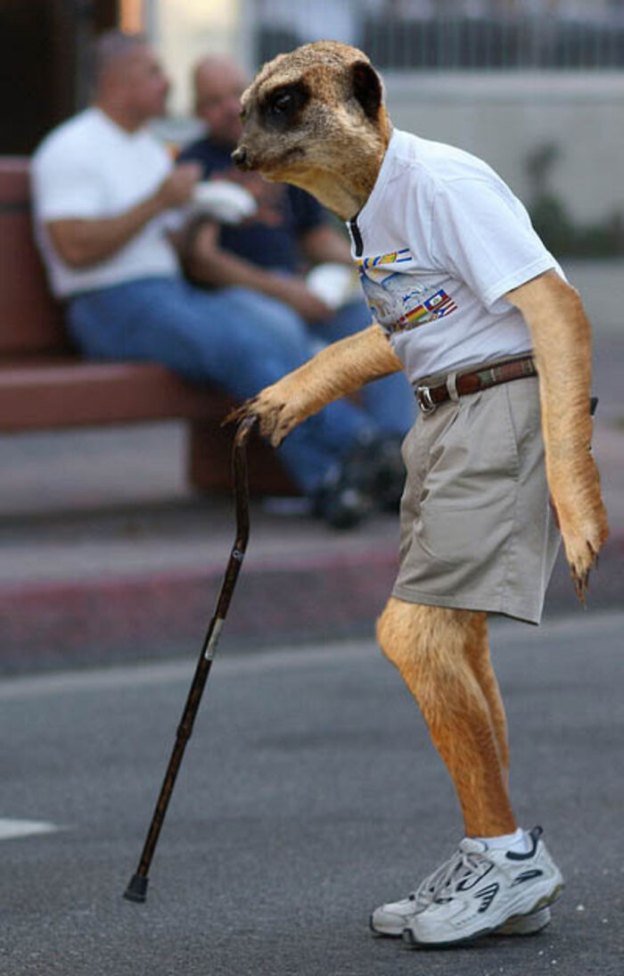 These Designers Were Challenged To Use Photoshop To Dress Animals (30 Pics)