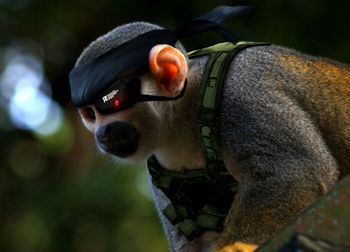 These Designers Were Challenged To Use Photoshop To Dress Animals (30 Pics)