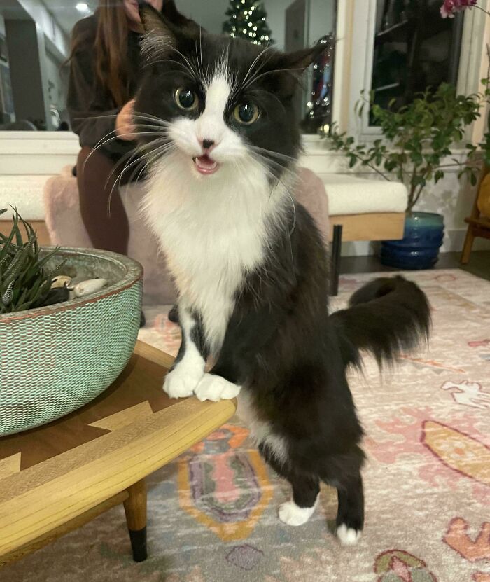 Our New Cat Is Ridiculously Photogenic