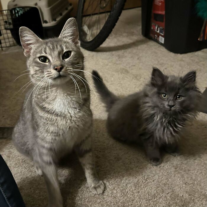 Pulled A Mother And Kitten Off The Streets Of Detroit Last Month, Now They Are Spoiled