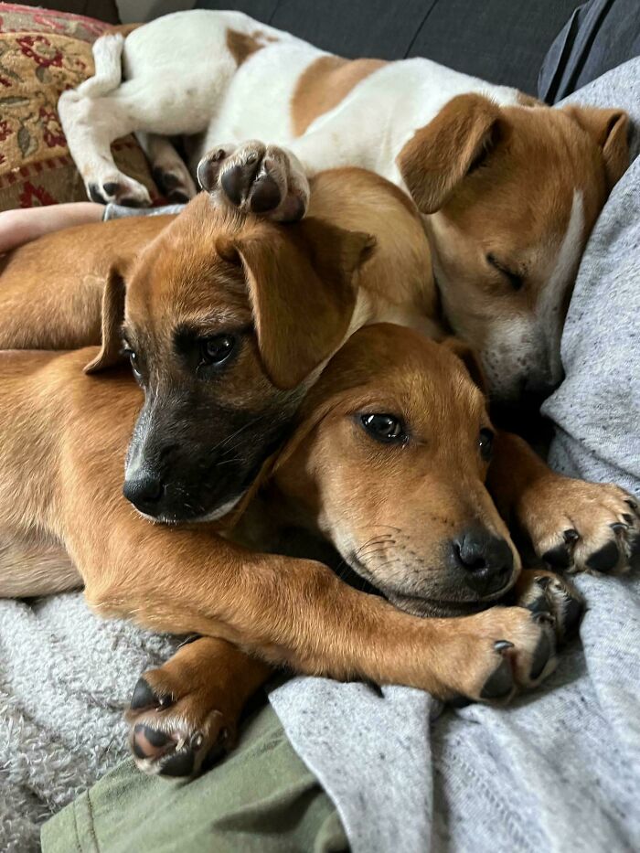 3 Of The 4 Pups I Found On The Highway This Morning