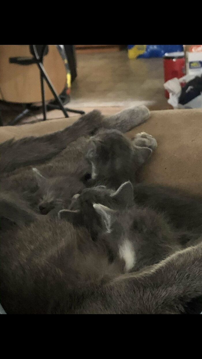 Picked Up A Stray Cat A While Back. Turned Out She Was Pregnant. Now I Have 5 Cats. 🐈‍⬛