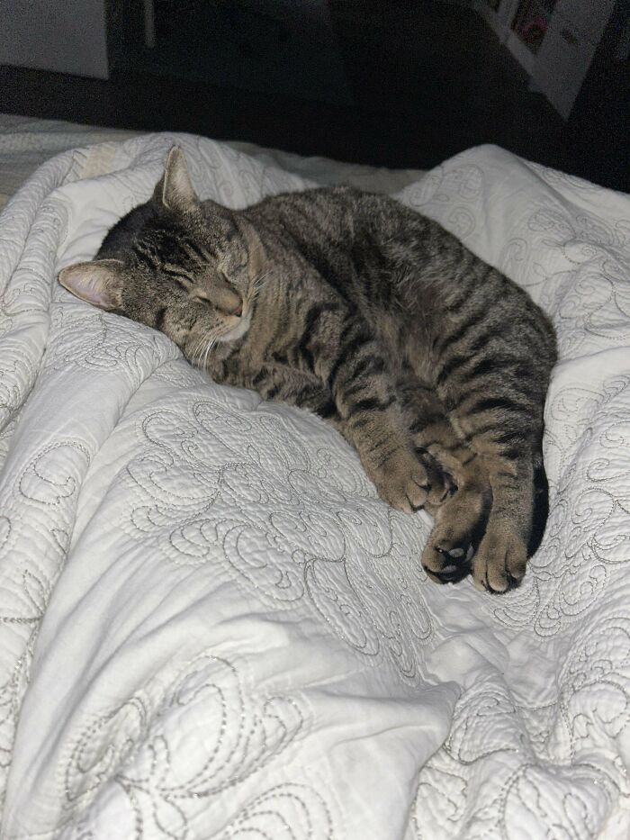 Two Months Into Adopting A Cat, And I (Chronic Side Sleeper Turned Contortionist) Have Become His Bed 💙