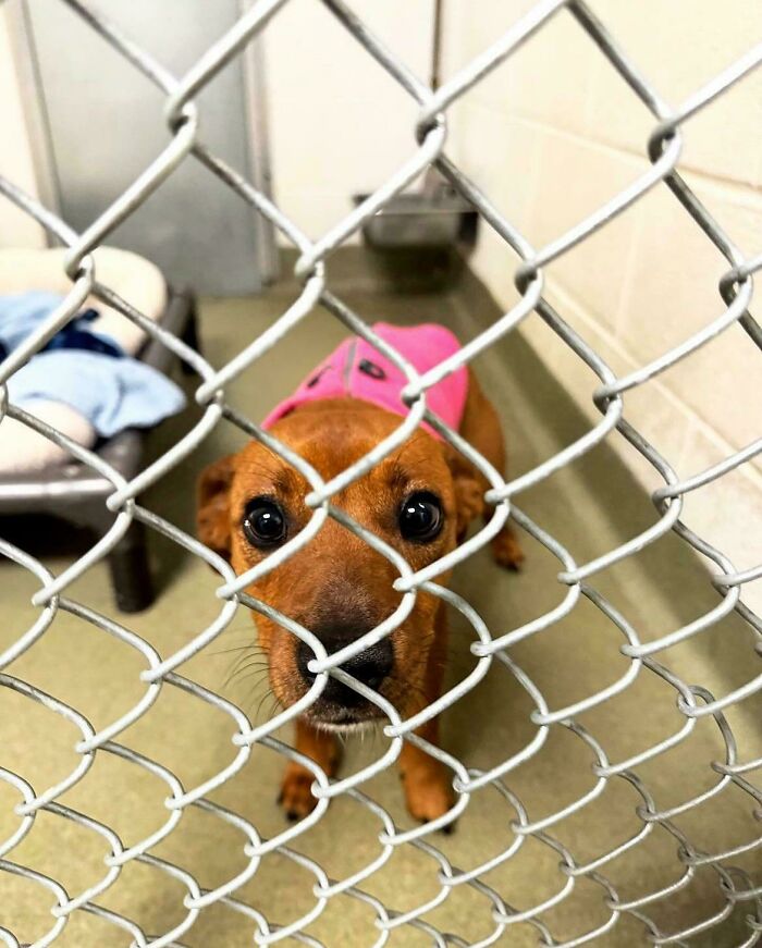 Picking This Boy Up From The Pound Tomorrow. (Oc)