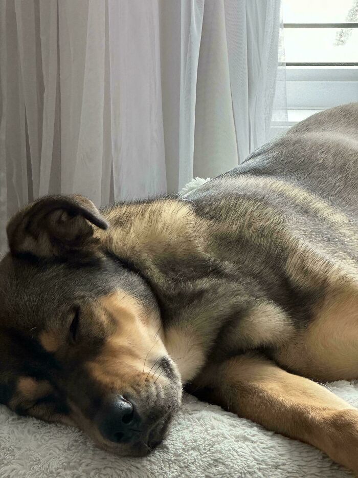 My Rescue Finally Feeling At Peace In My Home ❤️ Have You Ever Rescued A Little Angle?