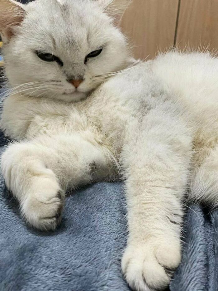 The Cat I Picked Up On The Road Yesterday Is Already Very Friendly With Me Today. I Don't Know Why Her Owner Don't Love Her