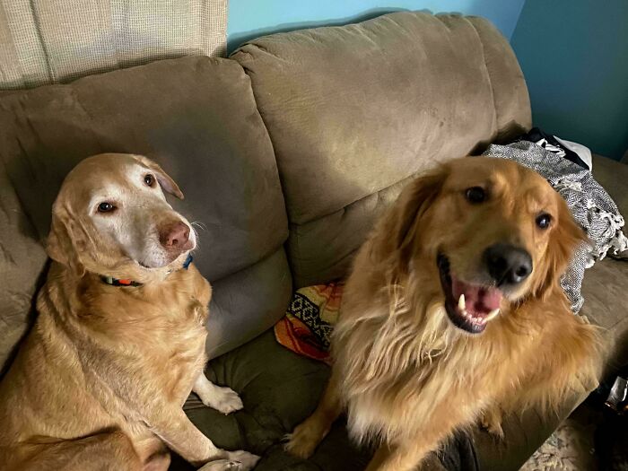 I Adopted Old Man Shadow Recently. Kevin Gained A Friend And I Lost The Couch