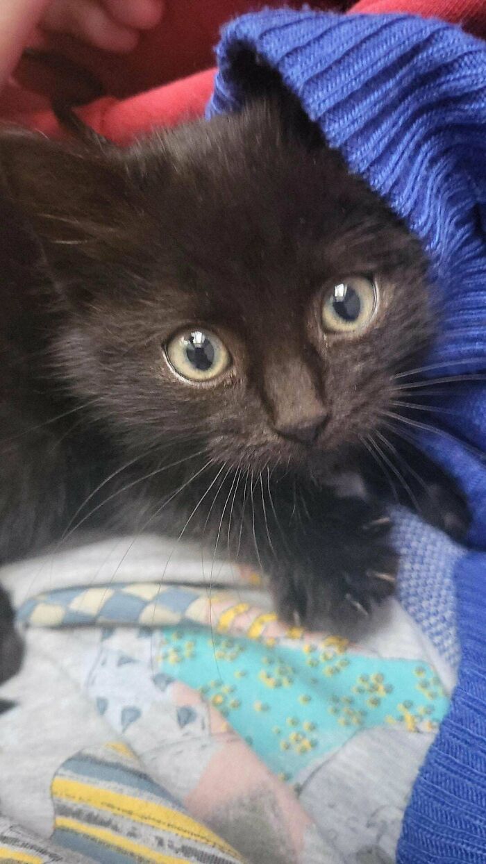 Found This Little Furry Rascal Freezing On The Street Yesterday. Tomorow We Are Going To The Vet ! Welcome Home Dante/Lucifer 😻🐈‍⬛️