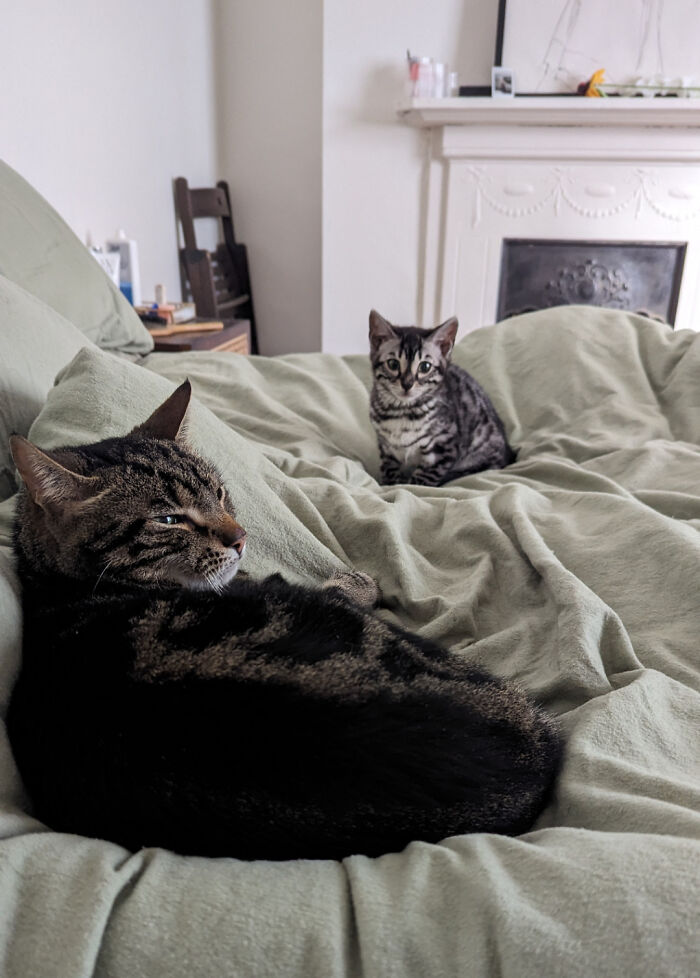 Our New Kitten Is Obsessed With Her Big Brother